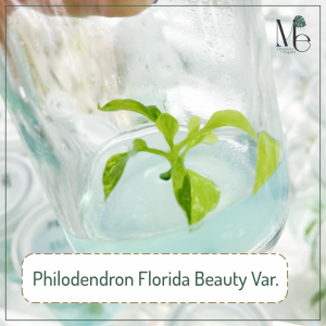 ฟิโลเดนดรอนก้ามกุ้งด่าง (Philodendron Florida Beauty Var.)