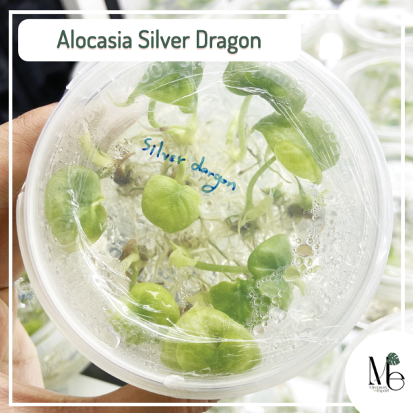 Alocasia Silver Dragon (TC)