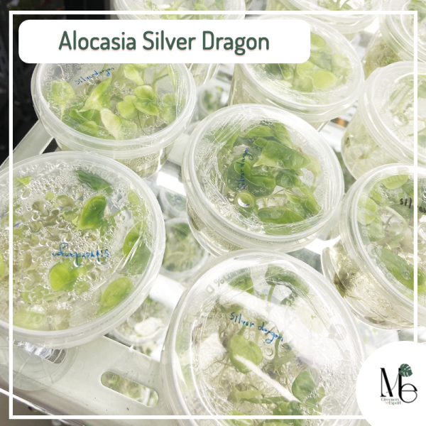 Alocasia Silver Dragon (TC)