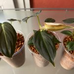 Philodendron Melanochrysum (TC)