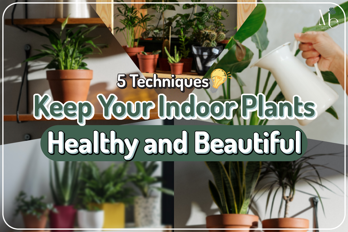 5 Techniques to Keep Your Indoor Plants Always Healthy and Beautiful