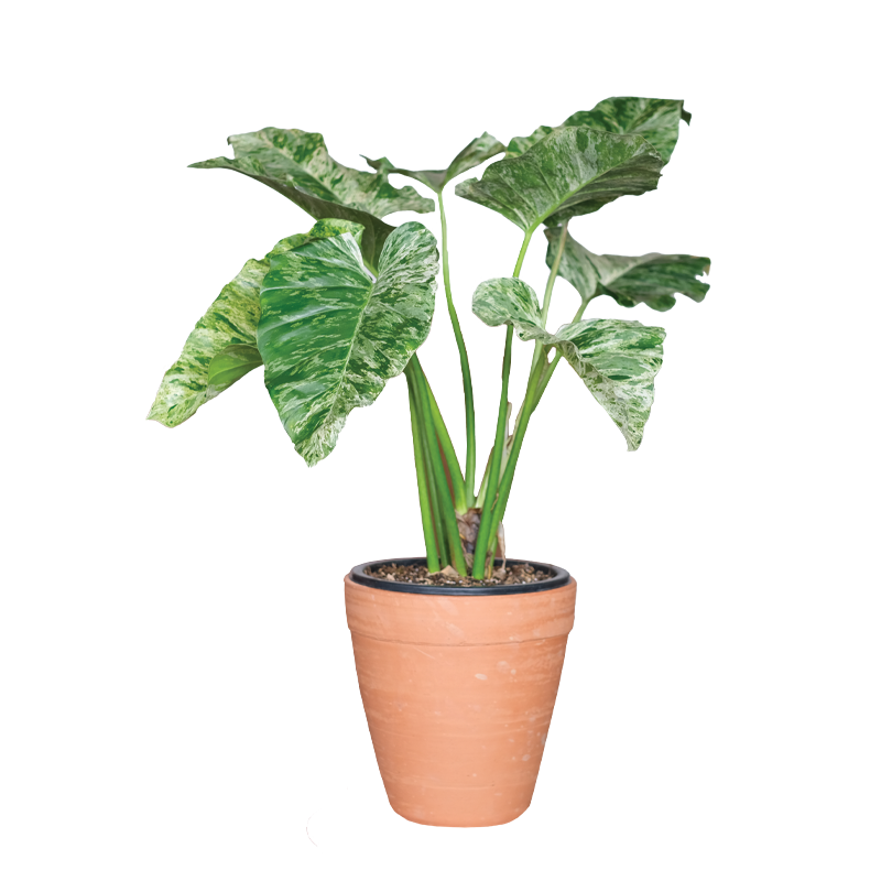 Philodendron Giganteum 100% Variegated (TC)