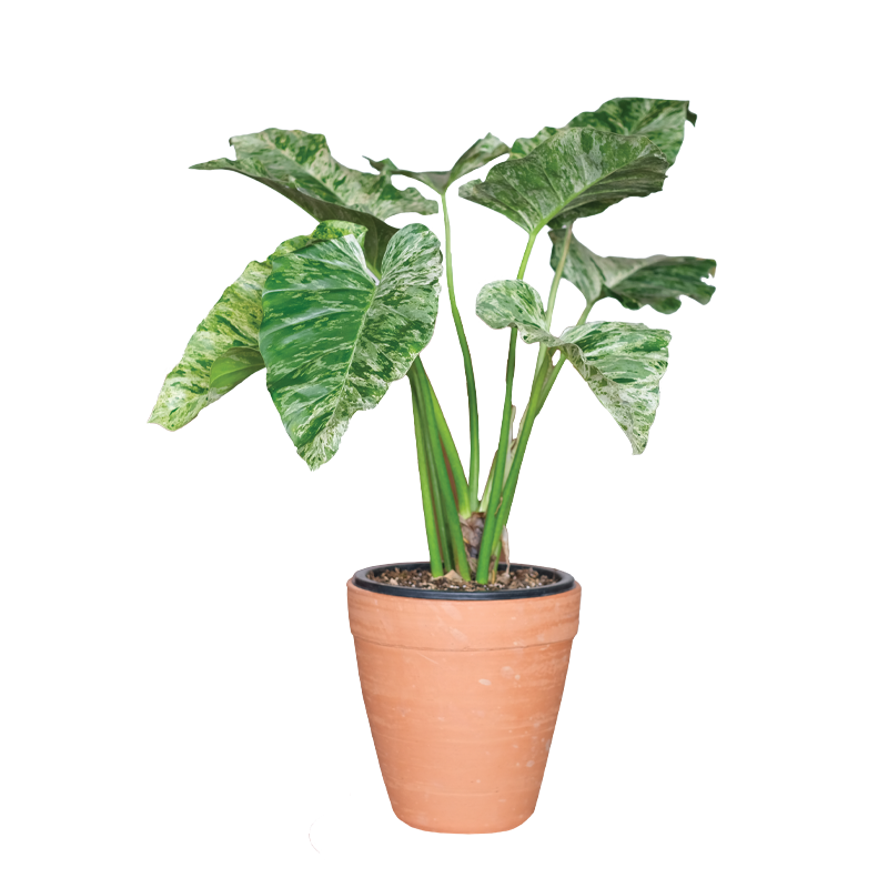 Philodendron Giganteum (TC)