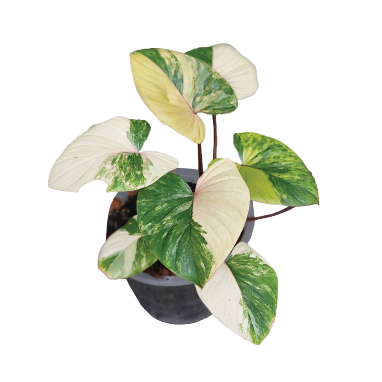 homalomena-rubescens-variegated-tc