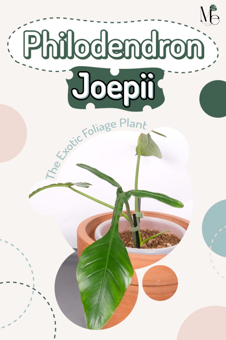 Philodendron Joepii’’ The Exotic Foliage Plant M E Greenery Export