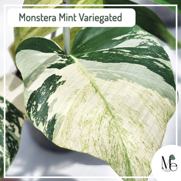 人気販売店 Monstera Deli Borsi Cebublue haft Mint www.arfaetha.jp