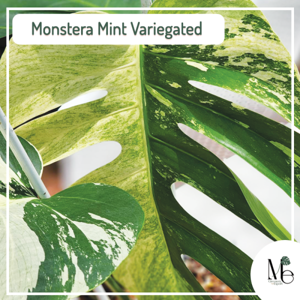 超人気 Monstera Deli 植物 Mint Borsi haft Cebublue 茶色 haft