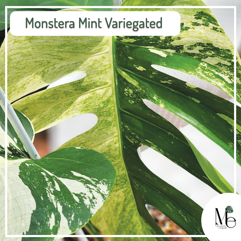 安い割引 100%安心保証 Monstera Deli Monstera Borsi Monstera