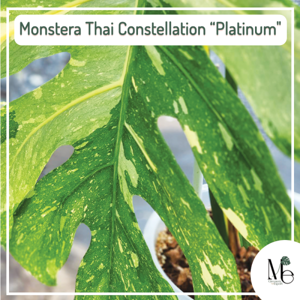 Monstera Thai Constellation Platinum