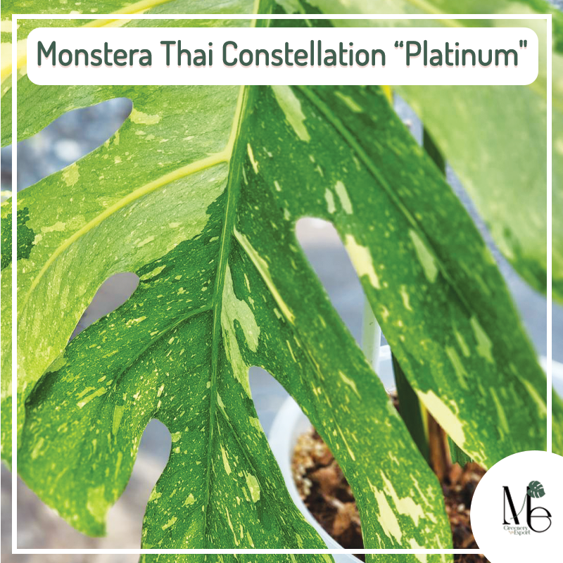 Monstera Thai Constellation “Platinum”