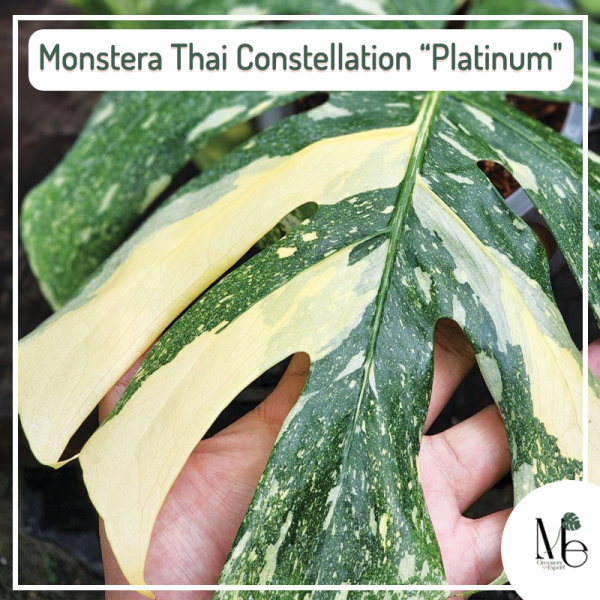 Monstera Thai Constellation Platinum