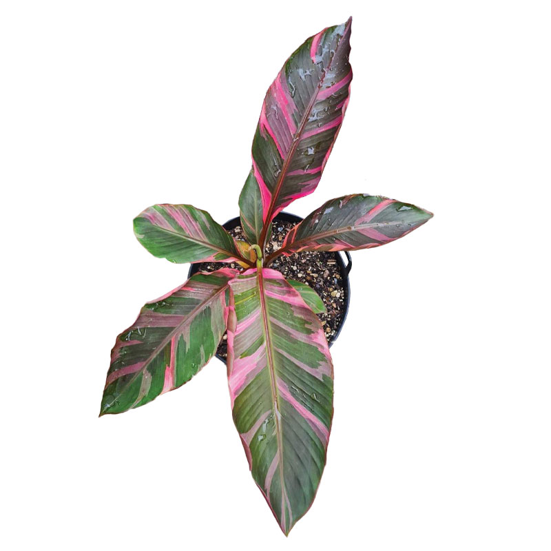 バナナ苗 ピンク斑入Musa Nono pink variegated 熱帯果樹 - インテリア小物