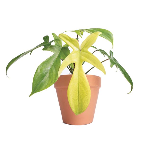 Philodendron Florida Ghost (TC)