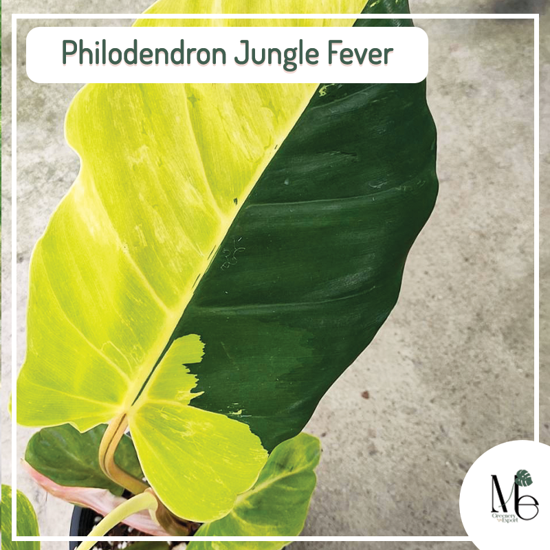 Philodendron Jungle Fever