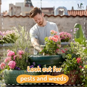 take care your garden in summer