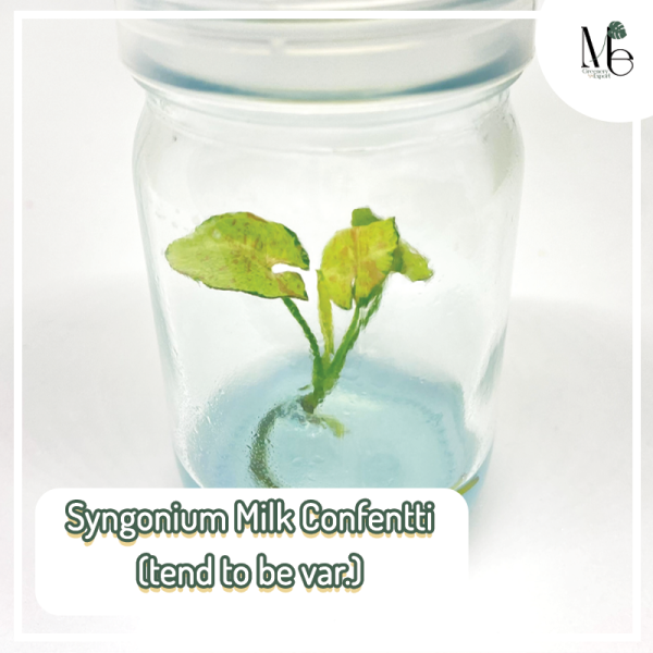 Syngonium Milk Confetti