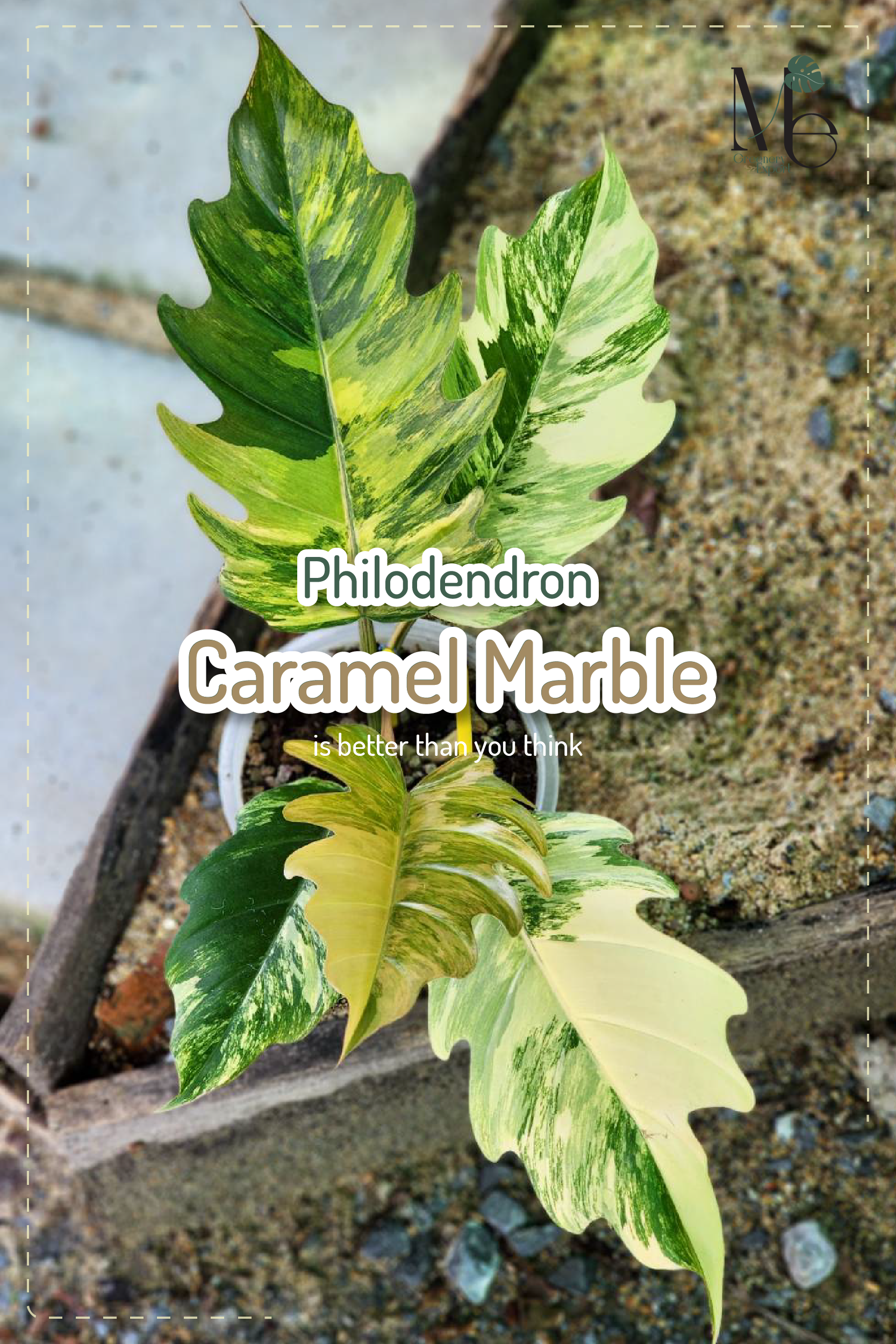 ฟิโลเดนดรอน พิณนาค Philodendron Caramel Marble