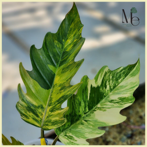 ฟิโลเดนดรอน พิณนาค Philodendron Caramel Marble