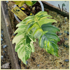 ฟิโลเดนดรอน พิณนาค Philodendron Caramel Marble