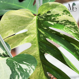 Monstera Deliciosa Mint Variegated