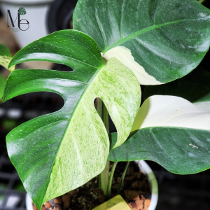 Monstera Deliciosa Mint Variegated