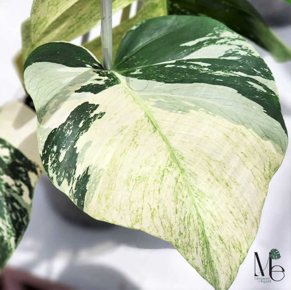 Let’s Get to know “Monstera Deliciosa Mint Variegated”, One of the Rarest Houseplant Among Monsteras