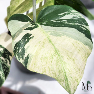 Monstera Deliciosa Mint Variegated