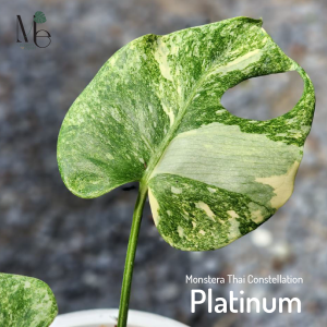soil mix for monstera Monstera Growing Soil Mix – Custom Soil Blend – Potting Mix for Monstera Plants – Specially Developed by and for Professional Nursery Growers -