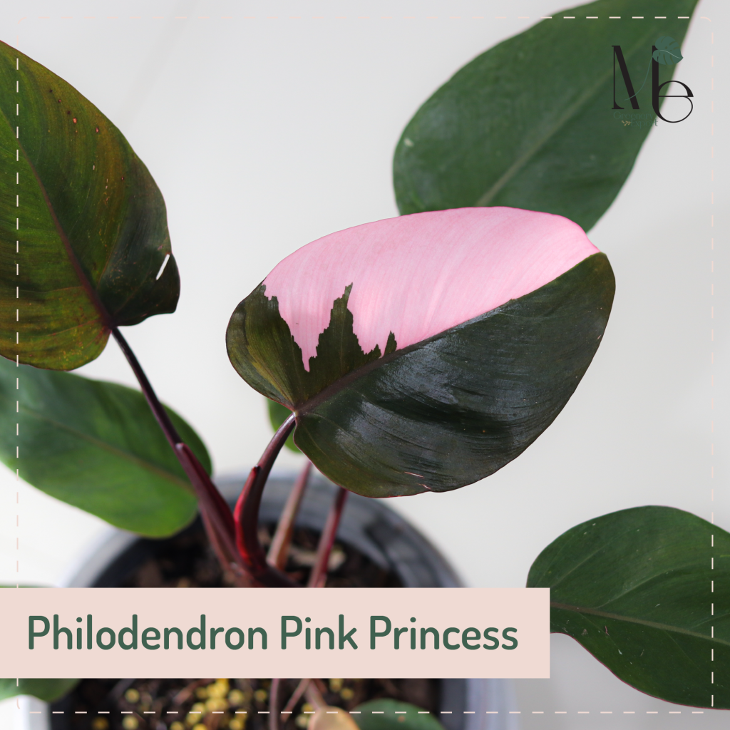 How is Philodendron Red Anderson Similar or Different From Philodendron ...