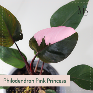 ฟิโลเดนดรอน พิงค์ปริ๊นเซส (Philodendron Pink Princess) 