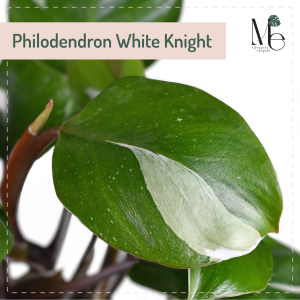 ฟิโลเดนดรอน ไวท์ไนท์ (Philodendron White Knight) 