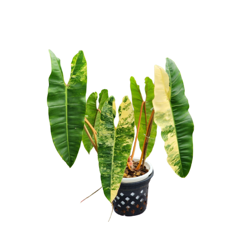 Philodendron Billietiae 100% Variegated (TC)