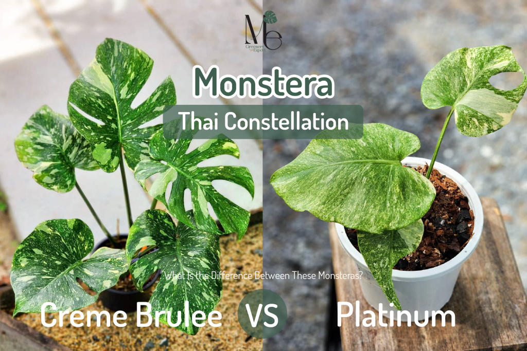 มอนสเตอร่าไทยคอน ครีมบูเล่ VS มอนสเตอร่าไทยคอน แพลททินัม Monstera Thai Constellation Creme Brulee VS Monstera Thai Constellation Platinum