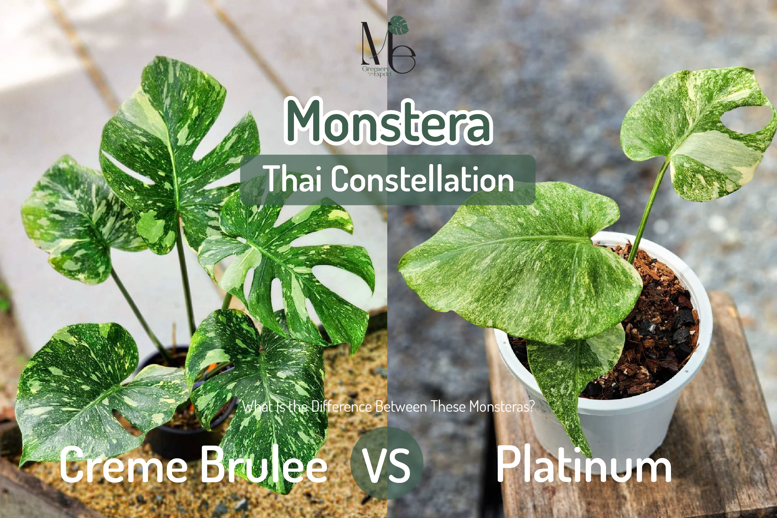 Monstera Thai Constellation Creme Brulee VS Monstera Thai