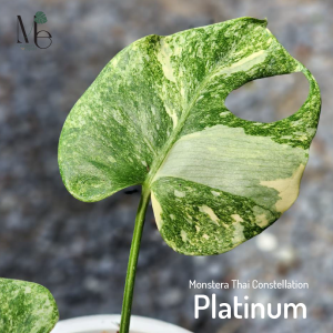 มอนสเตอร่าไทยคอน แพลททินัม Monstera Thai Constellation Platinum