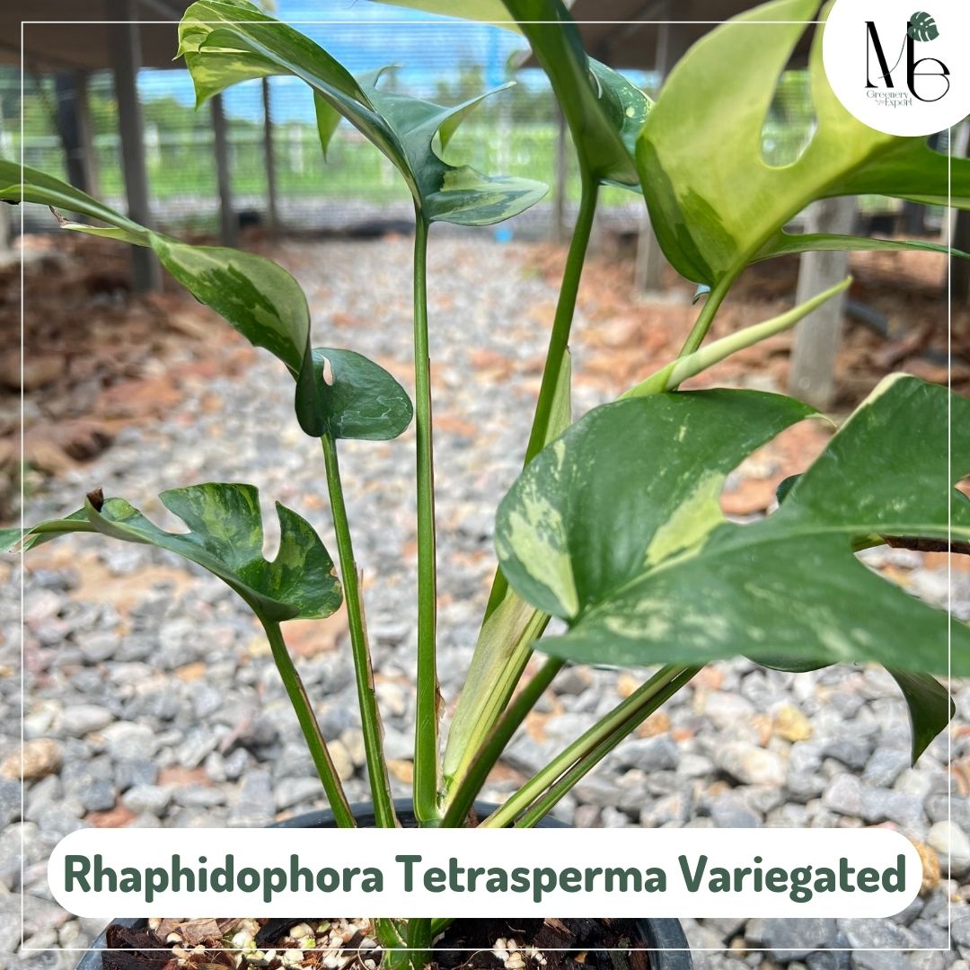 Rhaphidophora Tetrasperma Variegated - M.E. Greenery Export