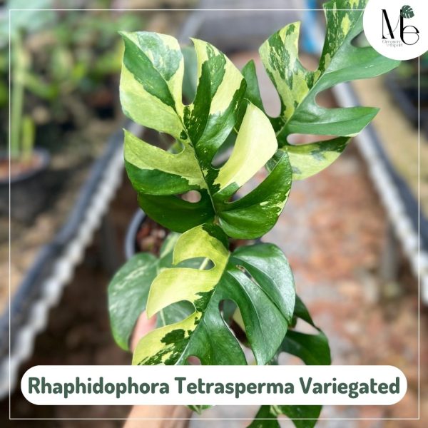 Rhaphidophora Tetrasperma Variegated - M.E. Greenery Export