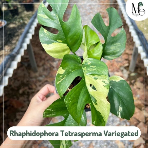 Rhaphidophora Tetrasperma Variegated - M.E. Greenery Export