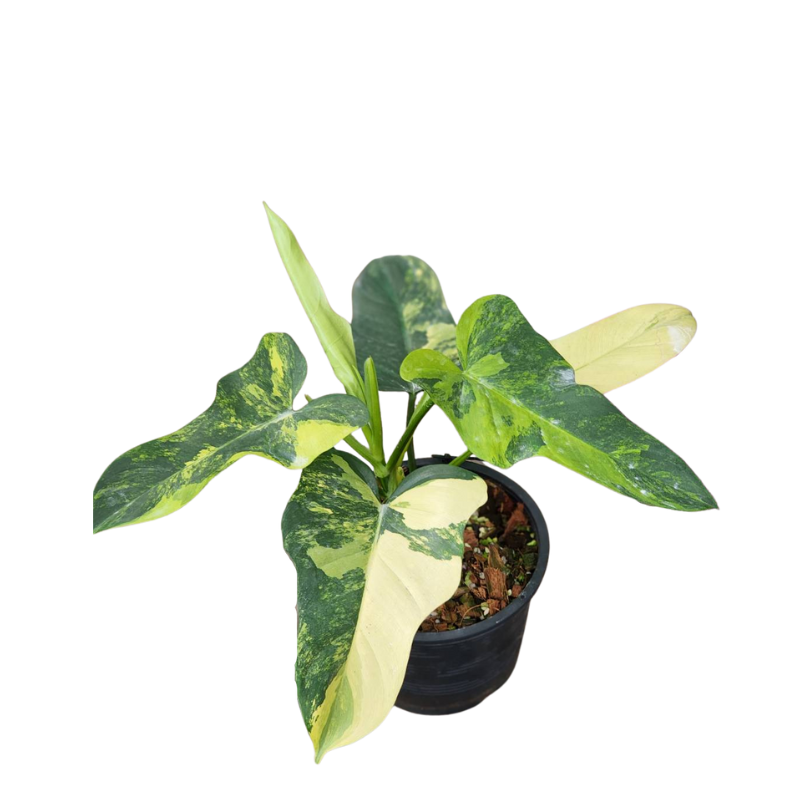 Philodendron Violin 100% Variegated (TC)