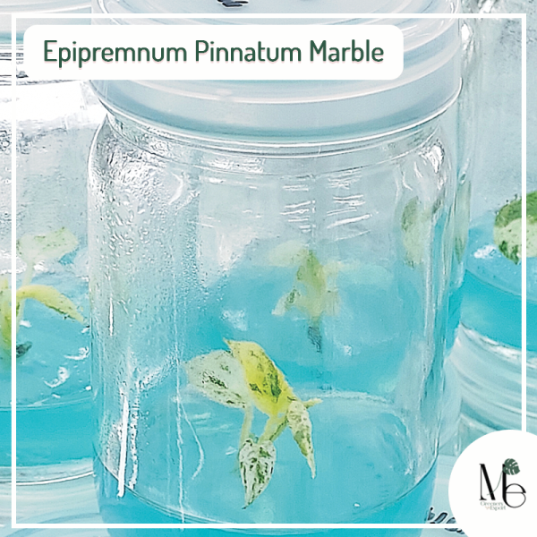 Epipremnum Pinnatum Marble 100% Variegated (TC) - M.E. Greenery Export