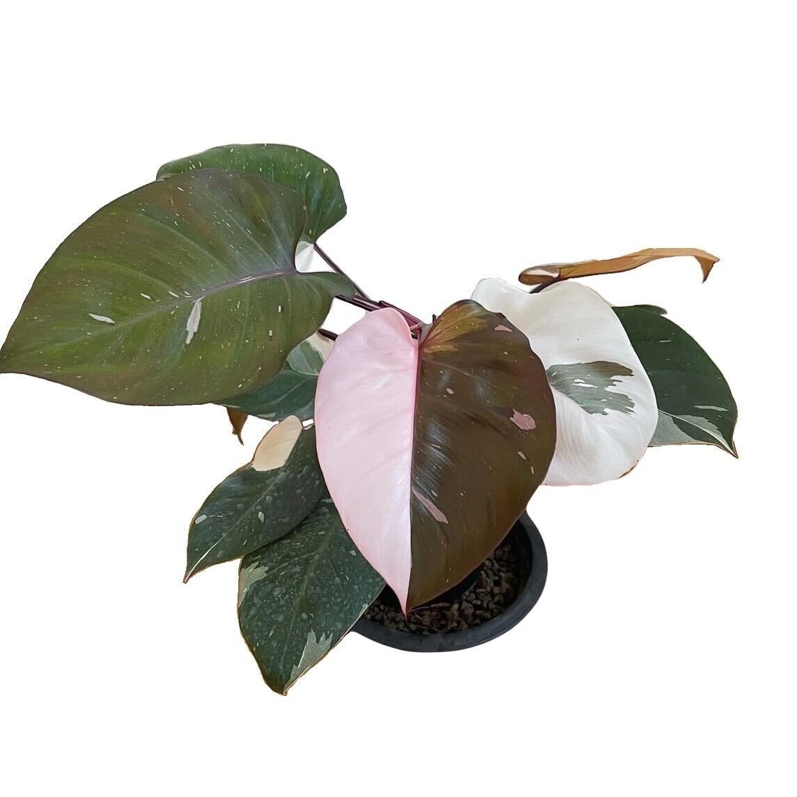 Philodendron Red Anderson 100% Variegated (TC)
