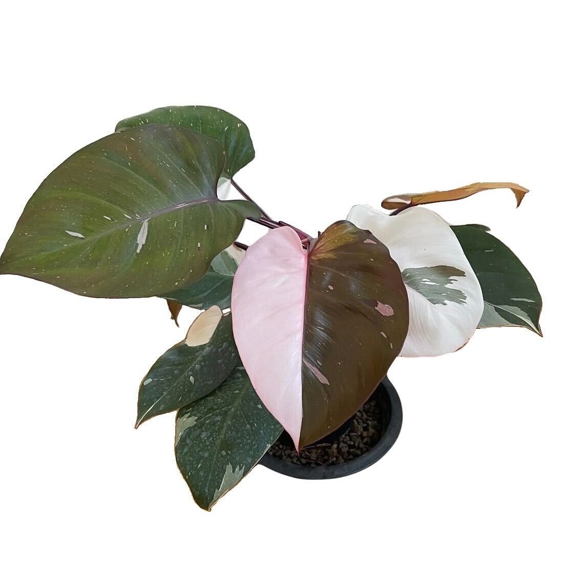 vejviser Generelt sagt Ordsprog Philodendron Red Anderson 100% Var. (TC) - M.E. Greenery Export