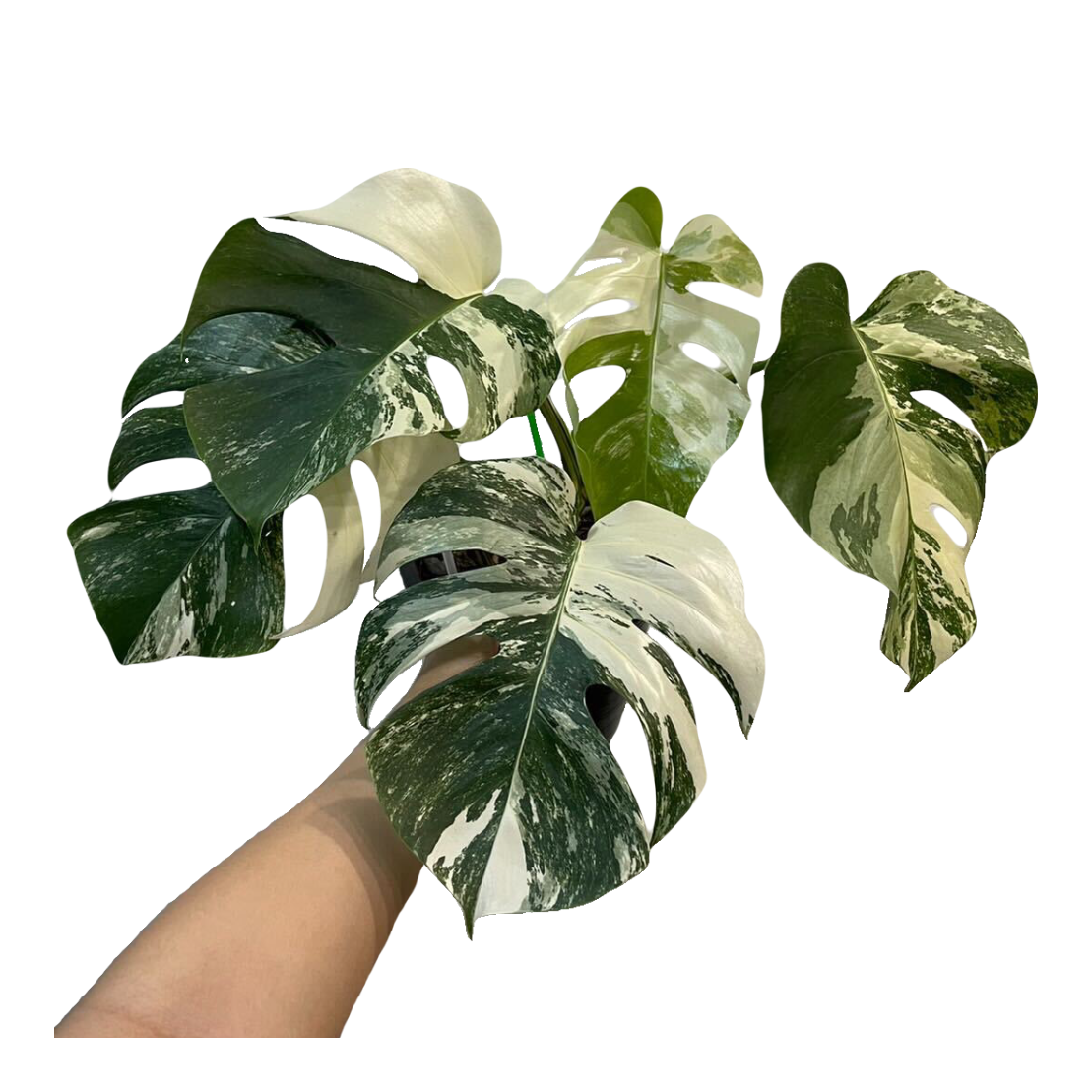 Monstera Albo Holland