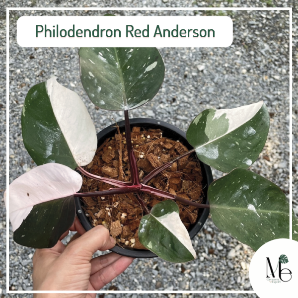 Philodendron Red Anderson - M.E. Greenery Export