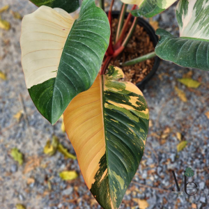 Philodendron Red Congo Variegated