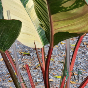 Philodendron Red Congo Variegated