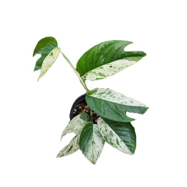 Epipremnum pinnatum marble variegated – Thai Exotic Greenery