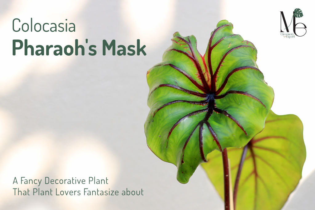 โคโลคาเซียหน้ากากฟาโรห์  Colocasia Pharoh's Mask