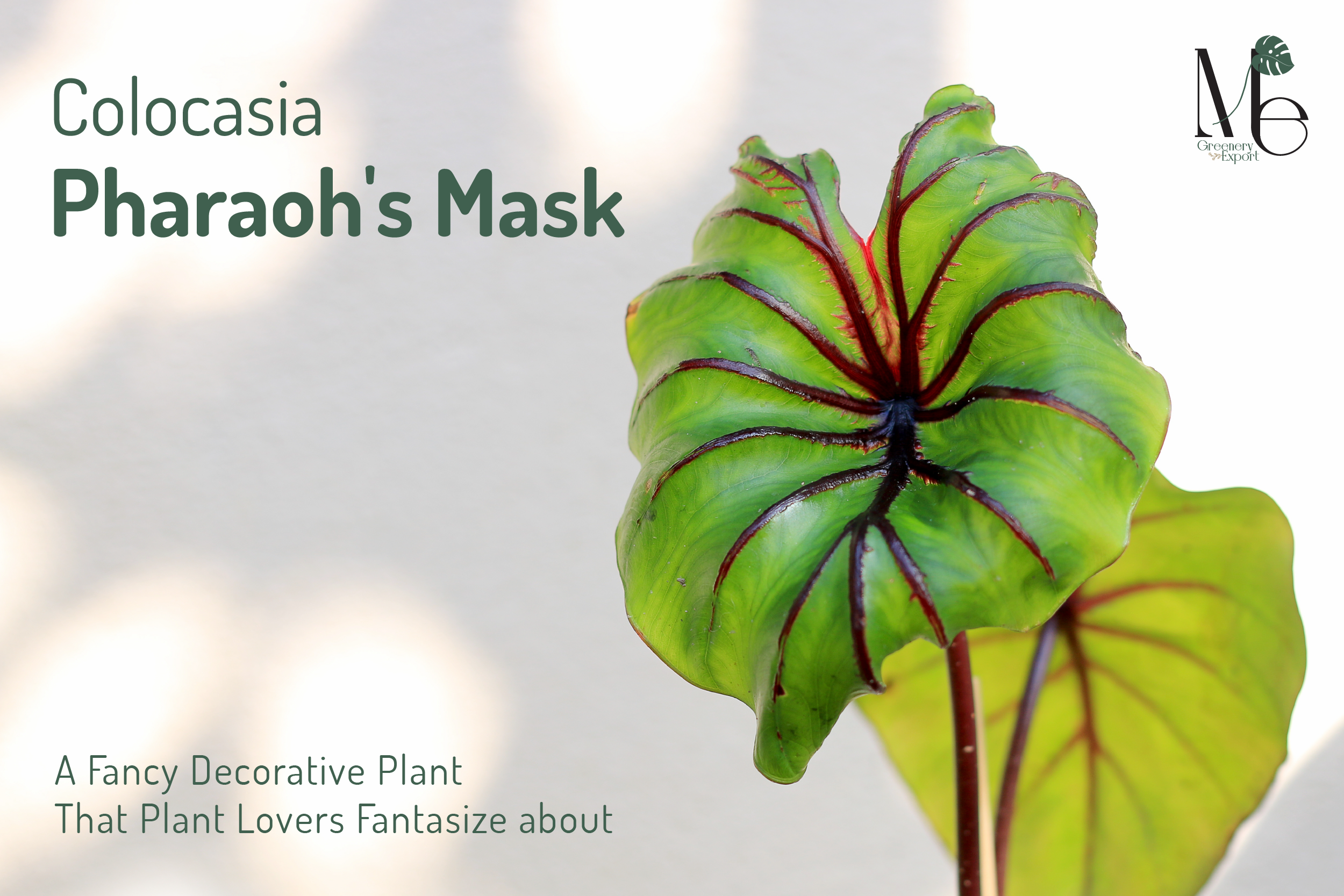 โคโลคาเซียหน้ากากฟาโรห์ Colocasia Pharoh's Mask