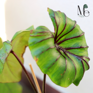 โคโลคาเซียหน้ากากฟาโรห์ Colocasia Pharoh's Mask